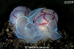 Bubble love... very small ones I had to use the +10 by Gaetano Gargiulo 